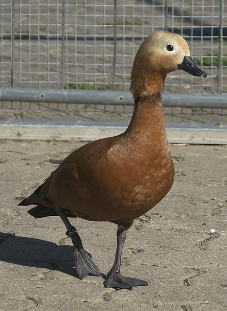环境