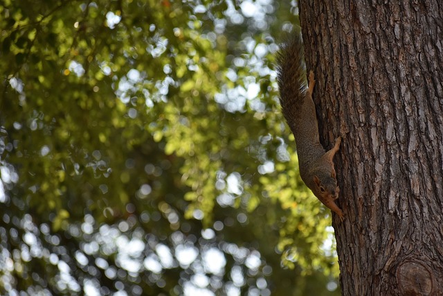 阿斯：巴萨寻找莱万替代者，戴维、约克雷斯在列，哈兰德不可能.